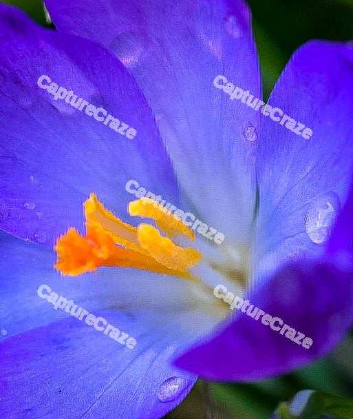 Blue flower petal